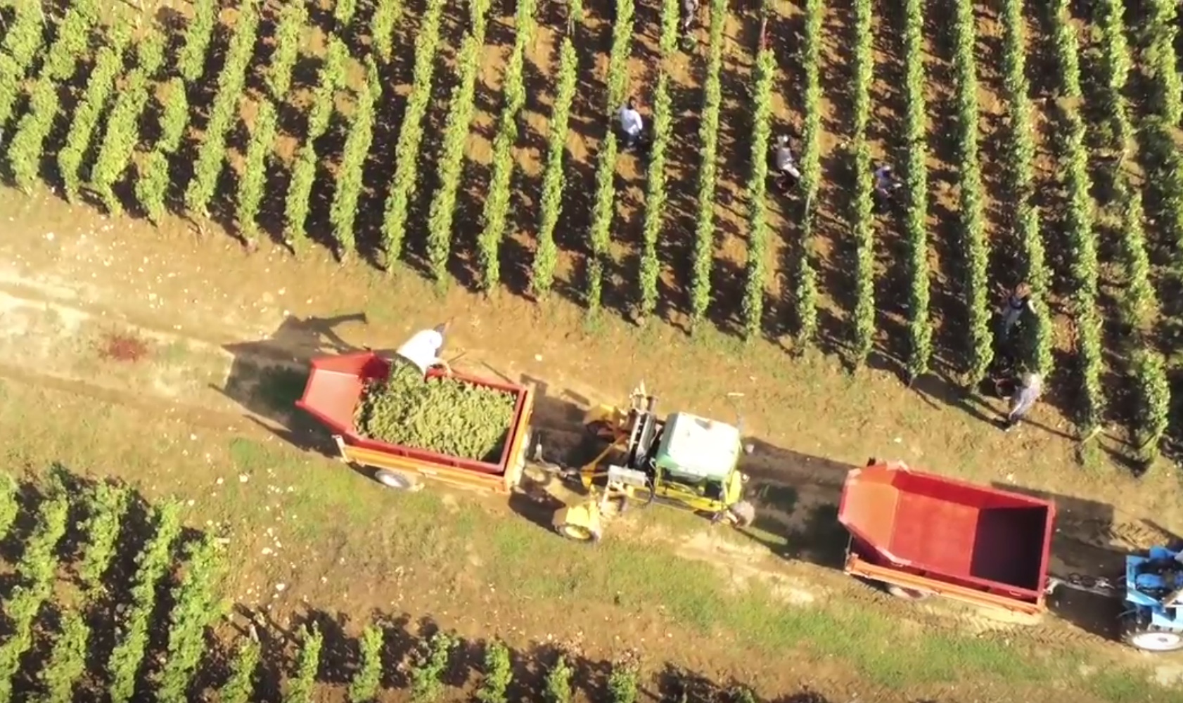 Vendanges 2018